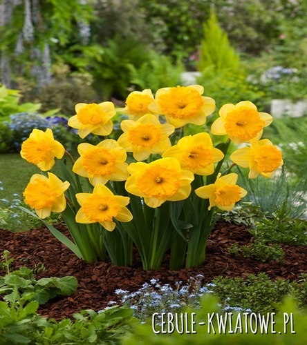 Narcyz Wielkoprzykoronkowy Ferris Wheel 3 szt.