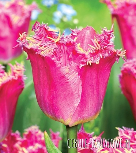 Tulipan Strzępiasty Katie Melua 5 szt.