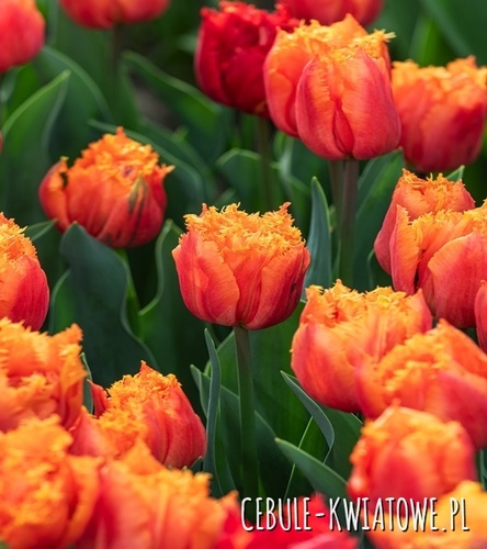 Tulipan Strzępiasty Pełny Royal Centennial 5 szt.