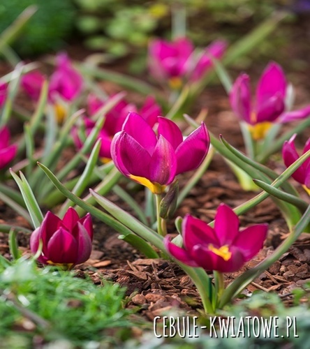 Tulipan Botaniczny Pulchella Odalisque 5 szt.