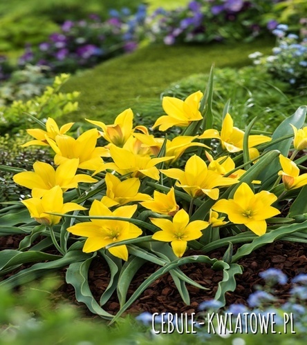 Tulipan Botaniczny Kolpakowskiana 5 szt.