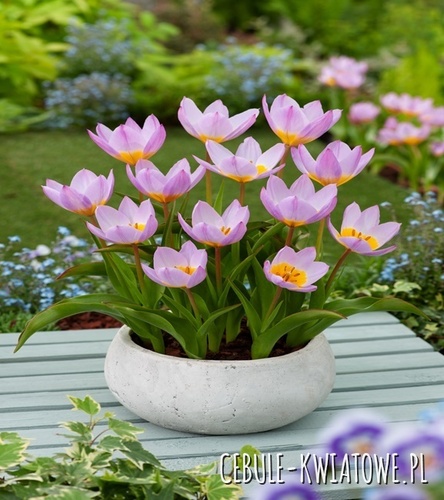 Tulipan Botaniczny Bakeri Lilac Wonder 5 szt.