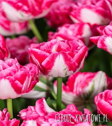 Tulipan Pełny Marshmallow 5 szt.