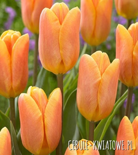 Tulipan Triumph Bellville 5 szt.