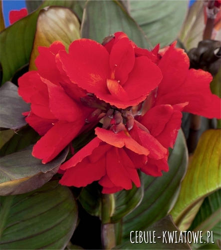 Canna Kanna Paciorecznik President 1 szt.