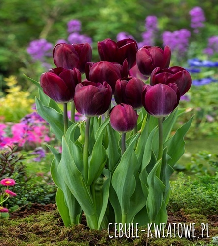 Tulipan Triumph Kansas Proud 5 szt.