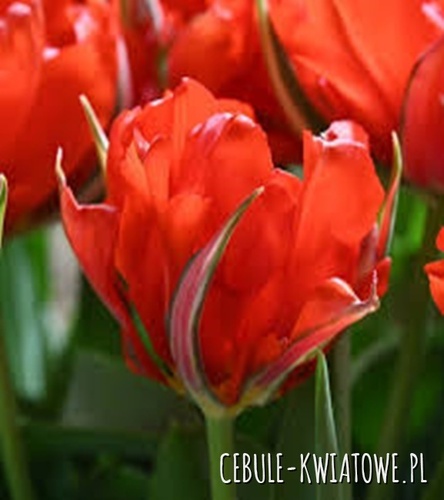 Tulipan dla Kolekcjonera Love Valley 5 szt.