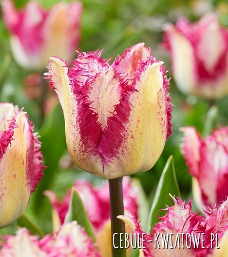 Tulipan Strzępiasty Passion Play 5 szt.