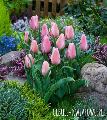 Tulipan Triumph Synaeda Amor 5 szt.