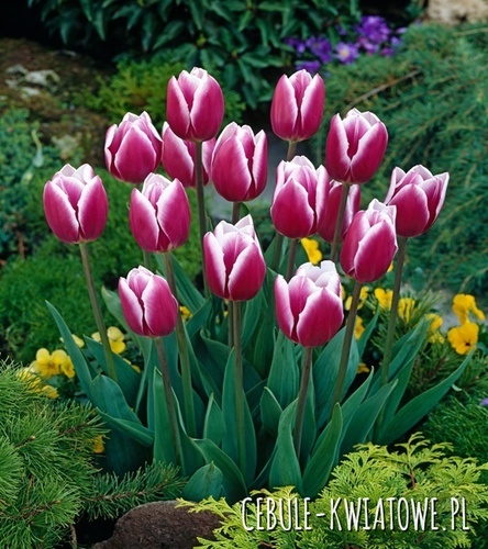 Tulipan Triumph Synaeda Blue 5 szt.