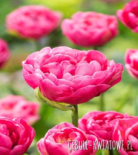 Tulipan Pełny Amazing Grace 5 szt.