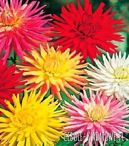 Dalia Kaktusowa Niska Mix 5 szt.