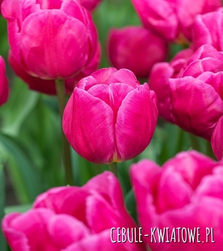 Tulipan Triumph Pink Majesty 5 szt.