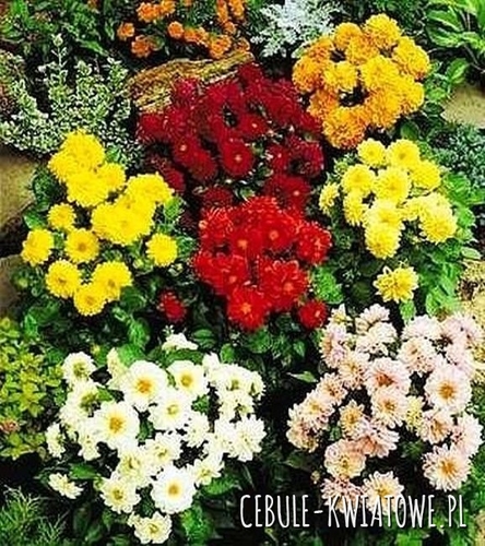 Dalia Karłowa Mix 5 szt.