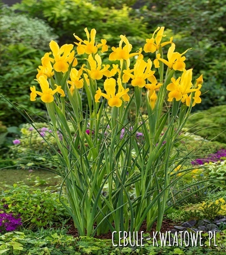 Irys Holenderski Strong Gold 10 szt.