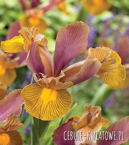 Irys Holenderski Bronze Perfection 10 szt.