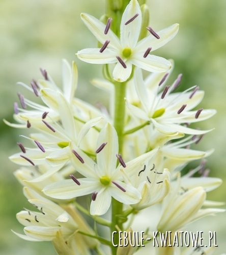 Camassia Kamasja Silk River 3 szt.