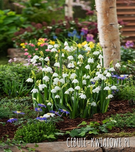 Leucojum Aestivum Bridesmaid 5 szt.