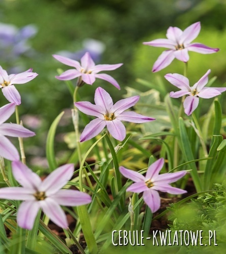 Ipheion Ifejon Tessa 10 szt.