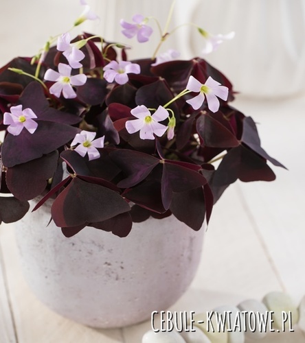 Oxalis Szczawik Mijke 5 szt