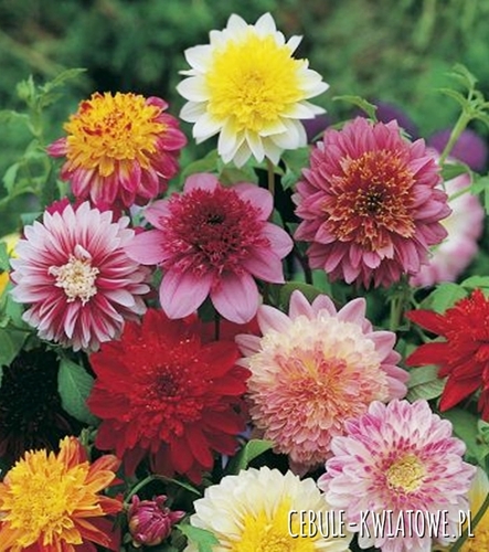 Dalia Anemonowa Mix 5 szt.