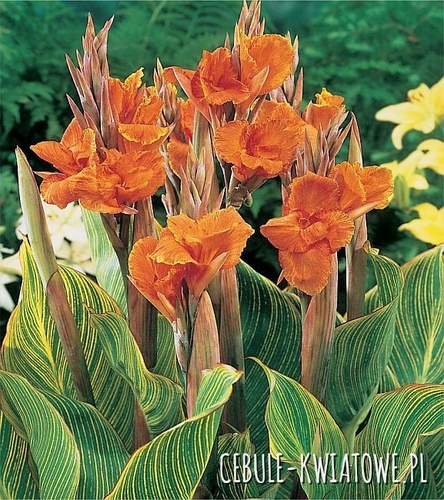 Canna Kanna Paciorecznik Pretoria 1 szt.