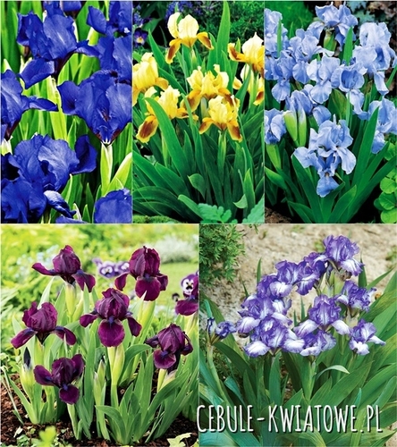 Irys Pumila Mix 5 szt.