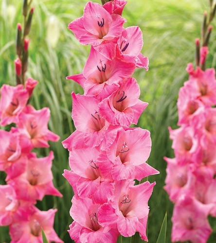 Gladiolus Mieczyk Wielkokwiatowy Julio 5 szt.