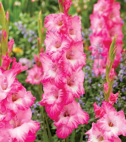 Gladiolus Mieczyk Wielkokwiatowy Violet King 5 szt.