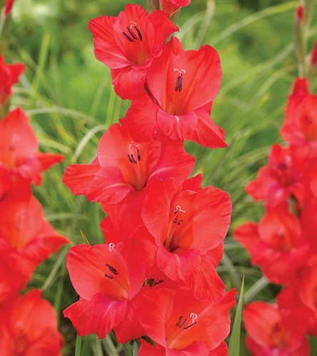 Gladiolus Mieczyk Wielkokwiatowy Berlioz 5 szt.
