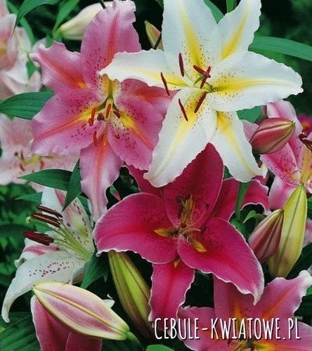 Lilia Orientalna Niska Mix 5 szt.