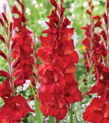 Gladiolus Mieczyk Wielkokwiatowy Joska Bruin 5 szt.