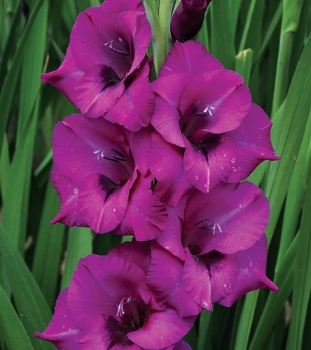 Gladiolus Mieczyk Wielkokwiatowy Purple Diamond 5 szt.