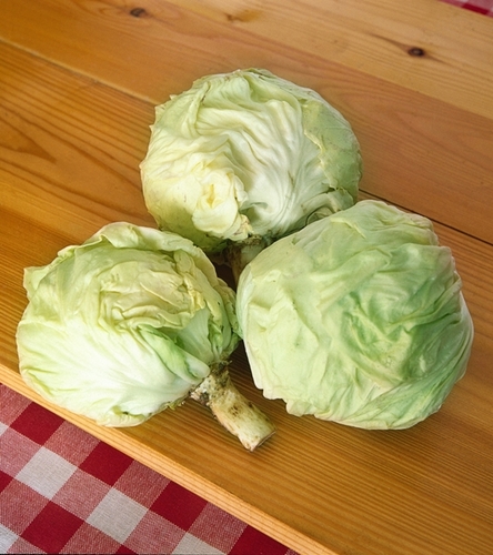 Cykoria liściowa Variegata di Castelfranco