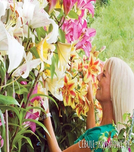 Lilia Drzewiasta Mix 5 szt.