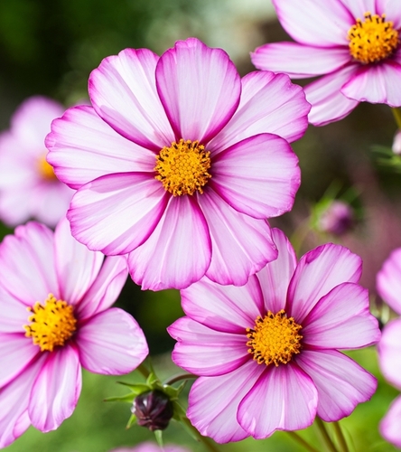 Onętek Picotee - Cosmos Bipinnatus
