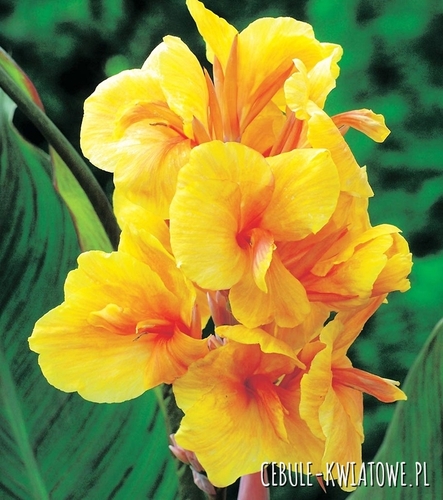 Canna Kanna Paciorecznik Golden Lucifer 1 szt.