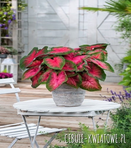 Caladium Kaladium Wildfire 1 szt.