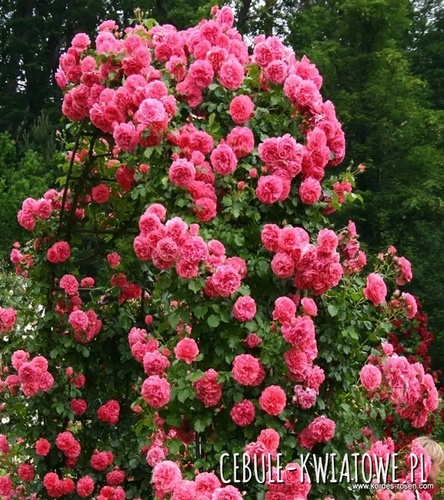 Róża Parkowa Ciemnoróżowa 1 szt.