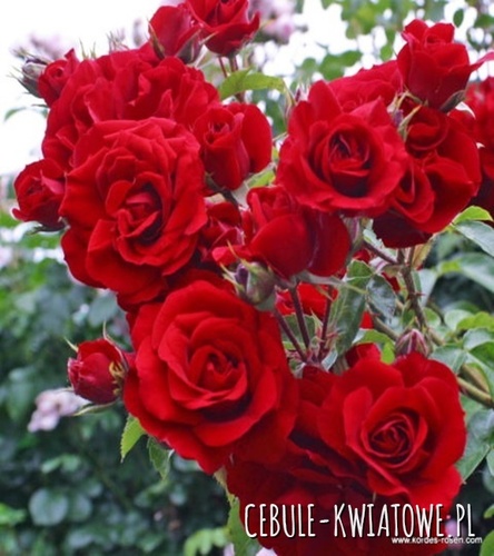 Róża Parkowa Bordowa 1 szt.