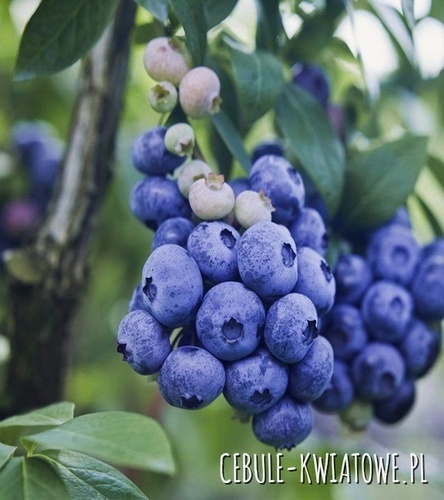 Borówka Patriot 1 szt - doniczka