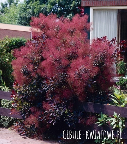 Perukowiec Royal Purple - doniczka