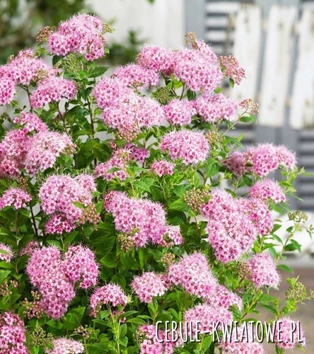 Tawuła japońska Little Princess - doniczka