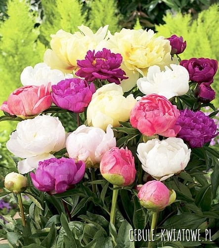Piwonia Mix 5 szt.