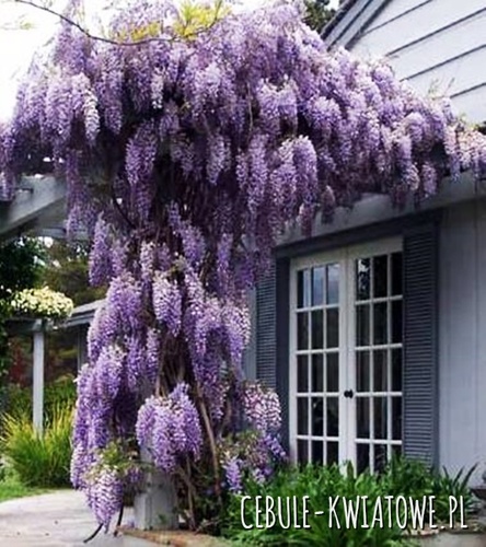 Glicynia Chińska Prolific 1 szt.
