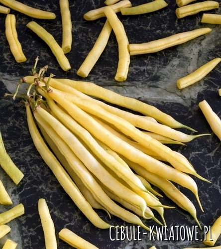 Fasola Szparagowa karłowa żółtostr. Goldtime