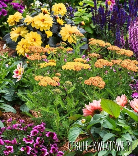 Kompozycja Złota Harmonia 5 szt.