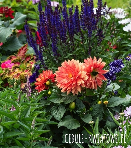 Kompozycja Koralowy Błękit 3 szt.