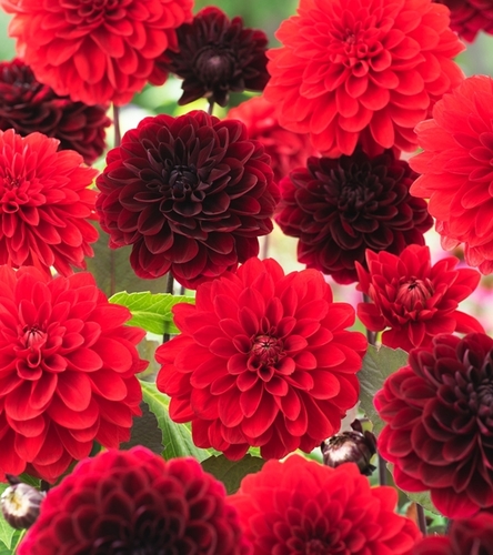 Kompozycja Magiczny Zmierzch 6 szt.