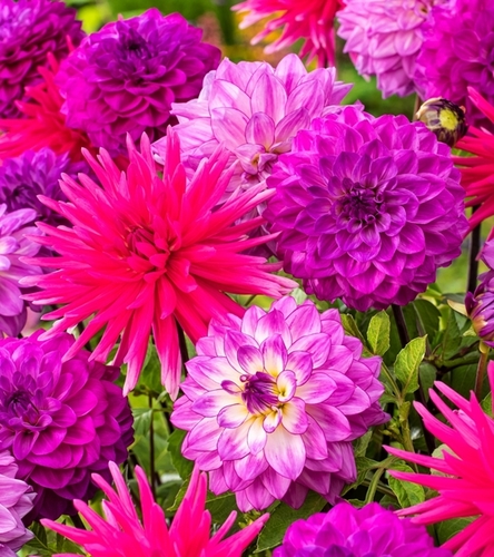 Kompozycja Poranny Zefir 6 szt.